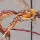 The wasp specimen